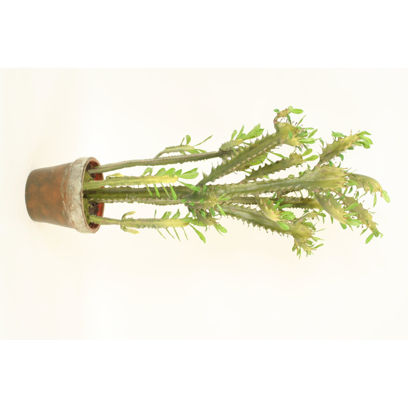 Succulent Tree in Aged Terra Cotta Pot