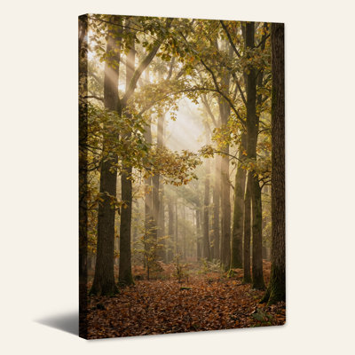 Art solaire sur toile, rayons de soleil à travers de grands arbres en automne