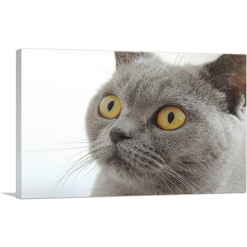 «Grey Cat Home Decor», reproduction de photo sur toile tendue, H 18 po x l 26 po x P 1,5 po