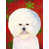 Bichon frisé 2