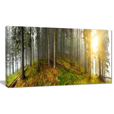 «Early Morning Sun in Forest», reproduction de photo sur toile tendue