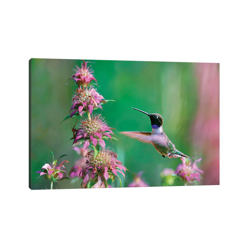 Black-chinned Hummingbird At Bee Balm, Texas, USA. by Tim Fitzharris - Gallery-Wrapped Canvas Giclée on Canvas, Canvas
