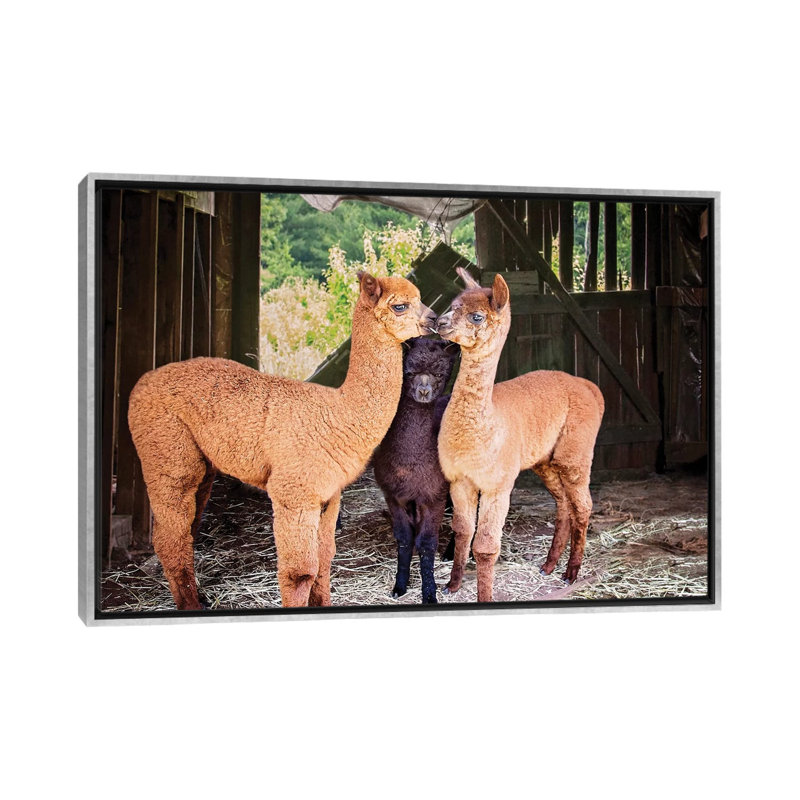 «Three Alpaca Babies» par Karen Burke - reproduction de photo, Aucun mat, H 18 po x l 26 po x P 1,5 po