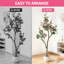 183cm Plant