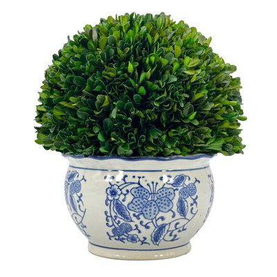 Preserved Arrangement in Pot