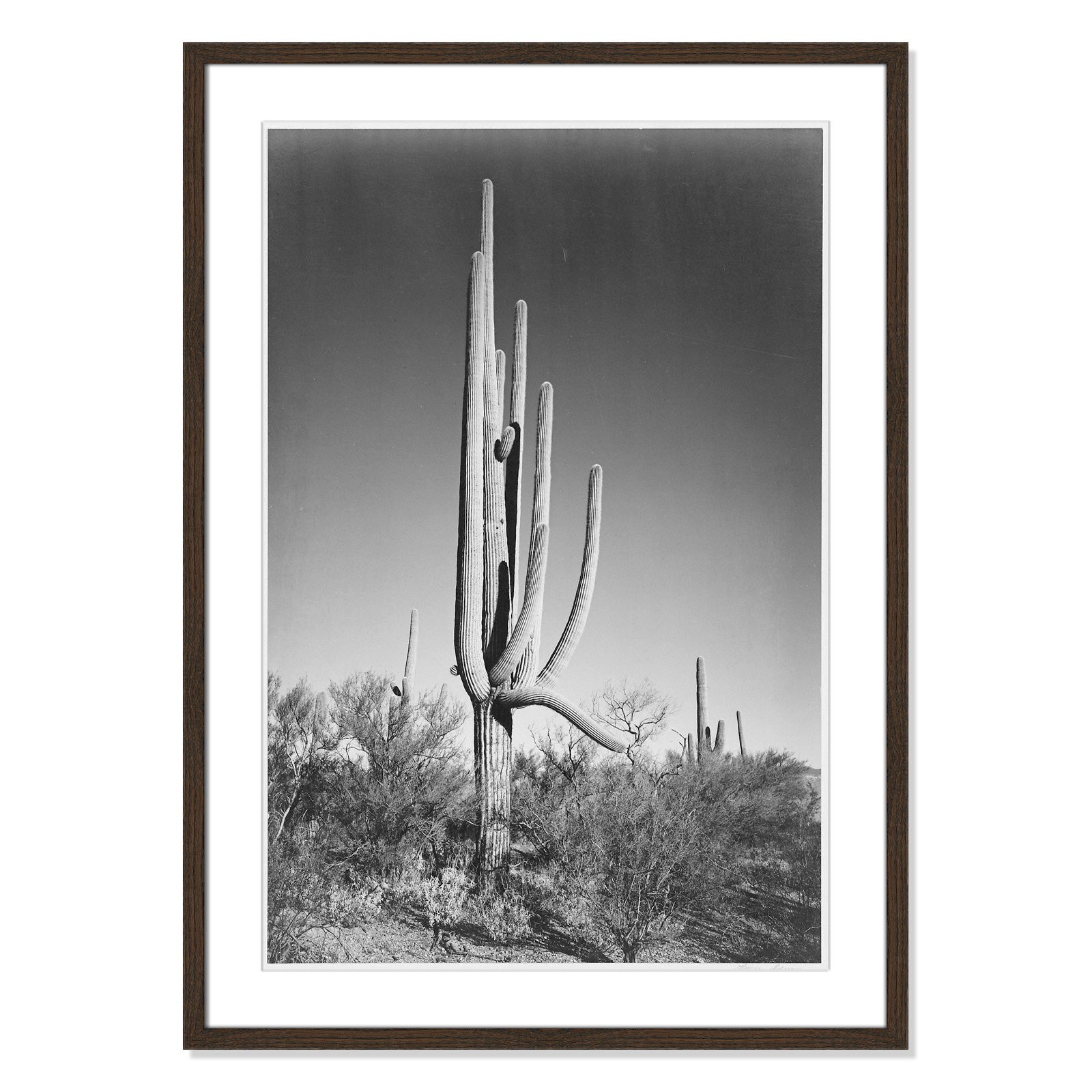 Saguaro National Monument Print by Ansel Adams, 35.5" H x 25.5" W x 0.75" D, Walnut