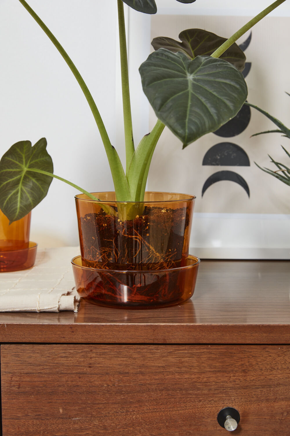 Callio Pot Planter, 5" H x 6.25" W x 6.25" D