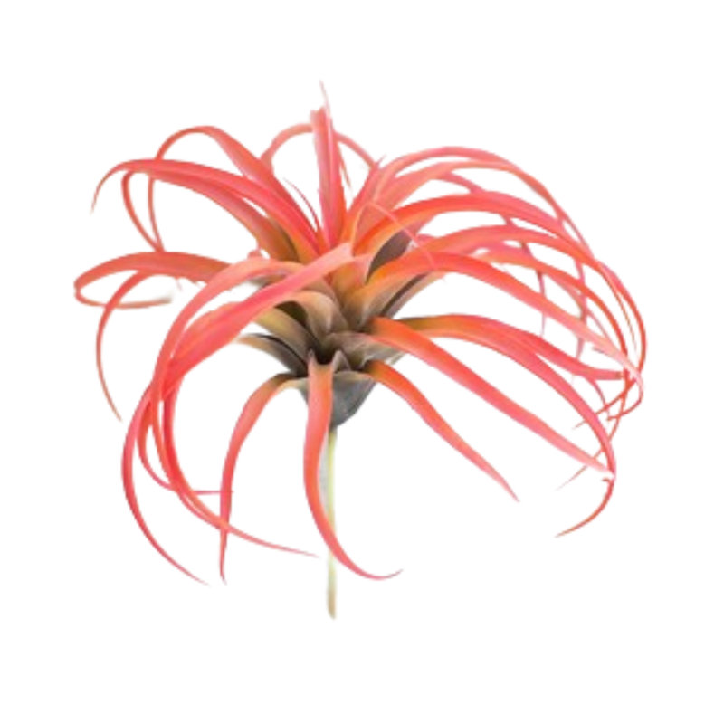  Plante grimpante artificielle rouge - plante grasse décorative de 10 po de hauteur (ensemble de 6)