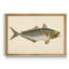 «Donovan Antique Fish III», impression sur toile encadrée-1214604014-1214604015