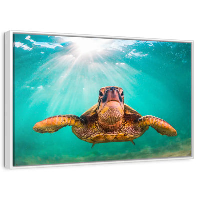 Maui Green Turtle