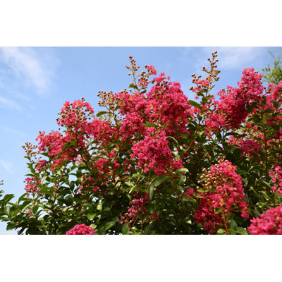 Red Crepe Myrtle Against Blue Sky - Wrapped Canvas Print
