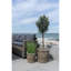 150cm Faux Olive Tree Tree in Planter
