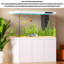 Aquarium Arowana-806831878