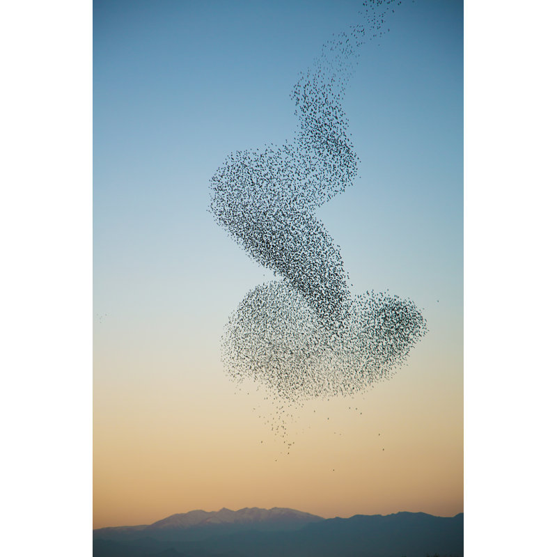 Murmuration Of Starlings by JulieanneBirch - Wrapped Canvas Print, 122cm H x 81cm W x 3.8cm D