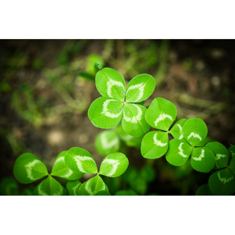 Four Leaf Clover by Jeja - No Frame Art Prints on Canvas, 51cm H x 76cm W