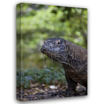 Shimlock, Jones Gallery Wrapped Canvas Art: Close, up of Komodo dragon, Komodo NP, Indonesia
