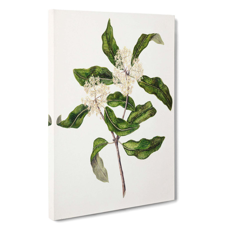 Tarata Flowers by Sarah Featon - Wrapped Canvas Painting, 50cm H x 35cm W x 3cm D