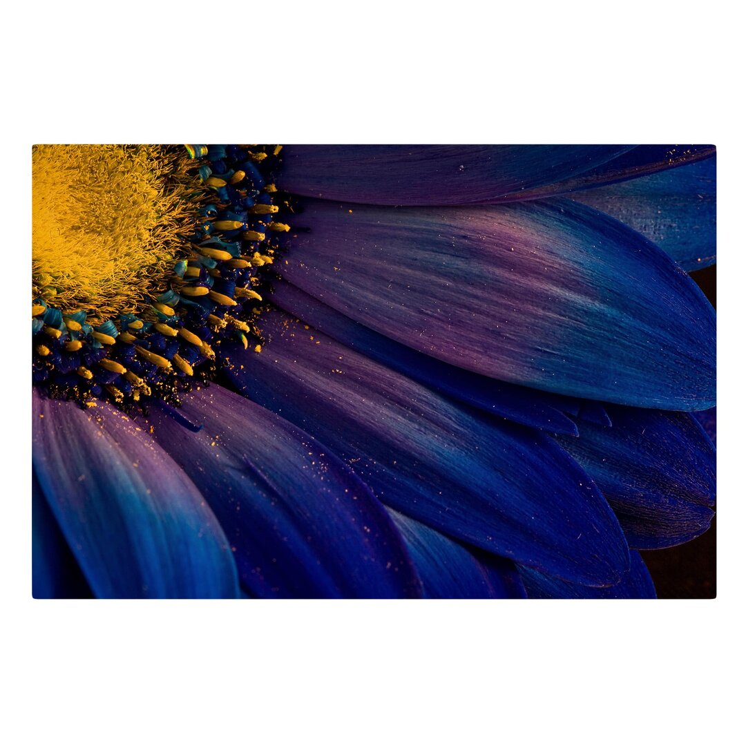 Leinwandbild Blaue Gerbera