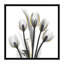 « doréy tulipes i » par albert koetsier,-print-49703853-49703856