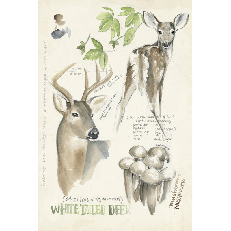 Wildlife Journals IV - Wrapped Canvas Print, 30cm H x 20cm W x 3.8cm D