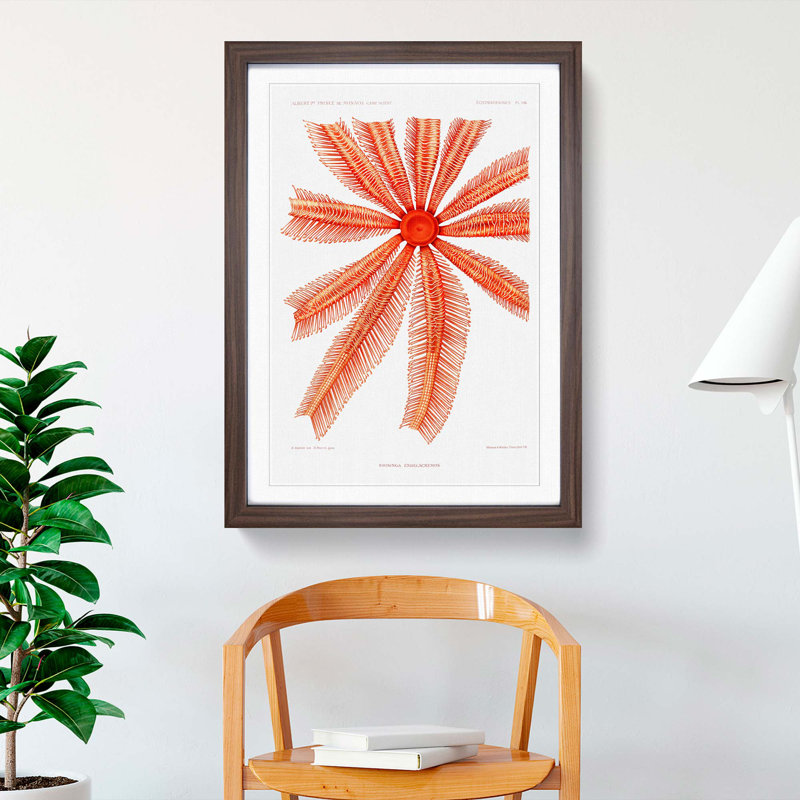Starfish by Albert I - Framed Print, 36cm H x 27cm W x 2cm D, Walnut Framed