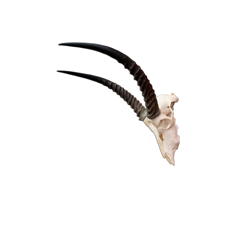 Tieanna Waterbuck Antelope Skull