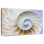 Empty Nautilus Shell