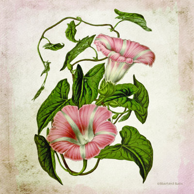 «Vintage Trumpet Vine» par Bluebird Barn - impression