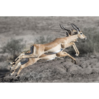 Impala 1 Piece Wrapped Canvas Wall Art