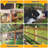 Chicken Fencing-60435549