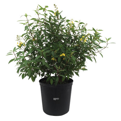 Nature's Way Farms 1.72 Gallon Thryallis Flowering Shrub with Yellow Blooms in Grower Pot