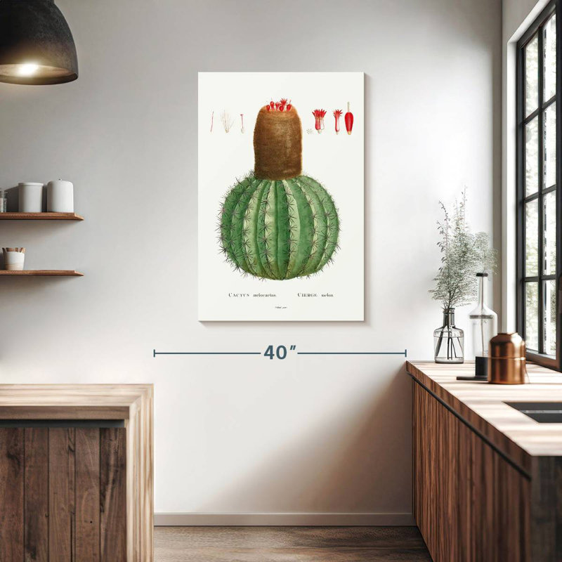 Harnek Cactus Melocactus Image From Histoire Des Plantes Grasses, 39" H x 26" W