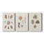 Knorr Shells & Coral VI - Toile tendue sur mesure avec châssis - 3 pièces-380343092