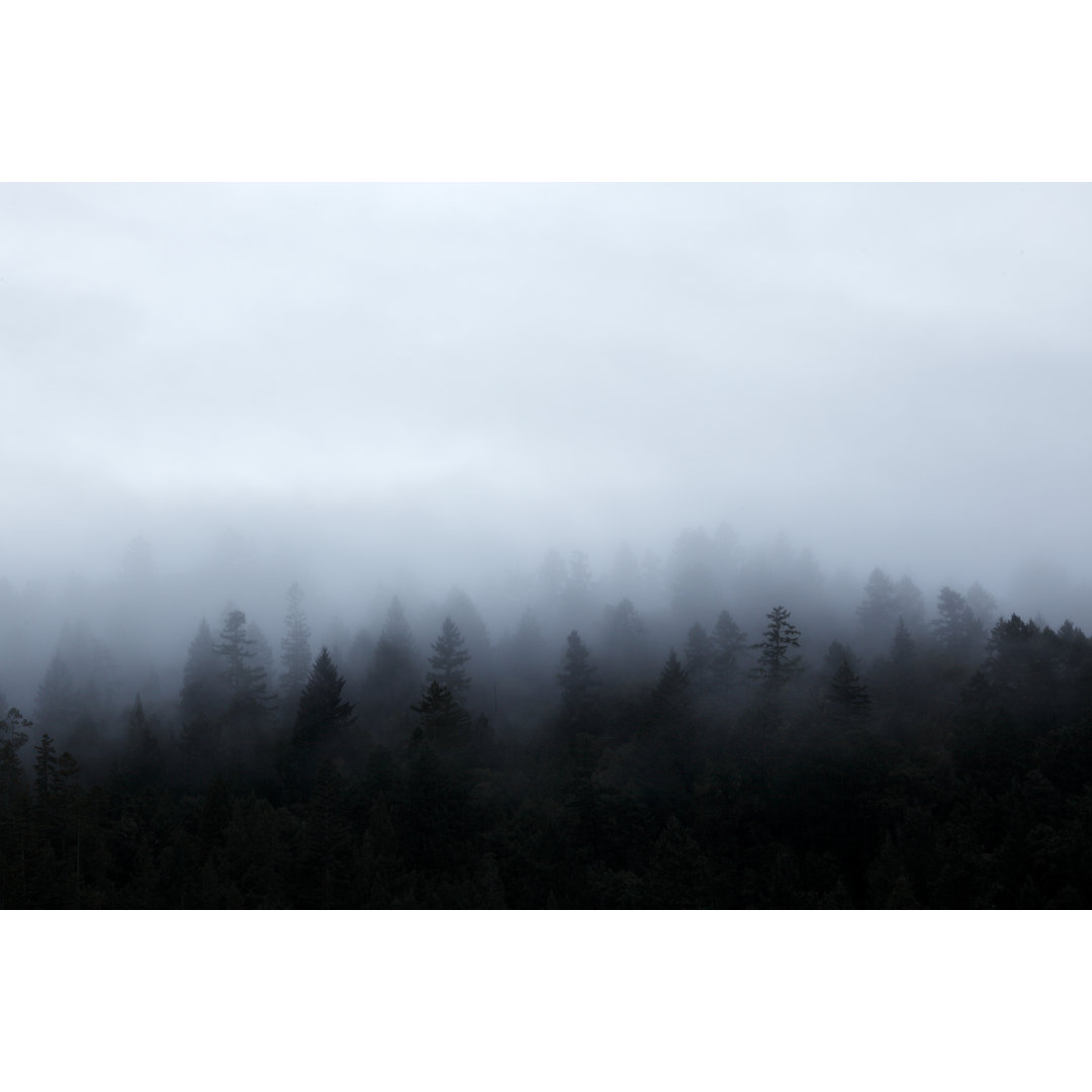 Nebel im Wald von DNY59 - Druck