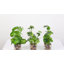 22cm Faux Evergreen Plant in Glass Pot