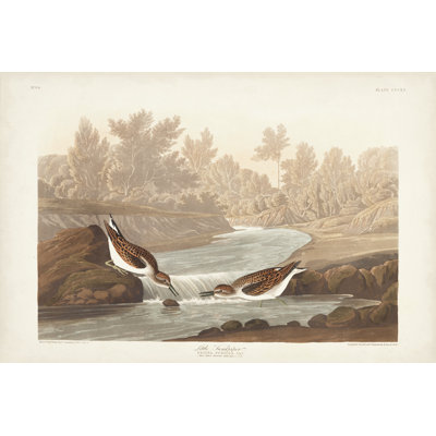 " Pl. 320 Little Sandpiper " by James Audubon Painting Print