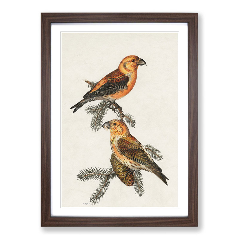 Red Crossbill Birds by Von Wright - Picture Frame Painting Print, Walnut Framed, 36cm H x 27cm W x 2cm D