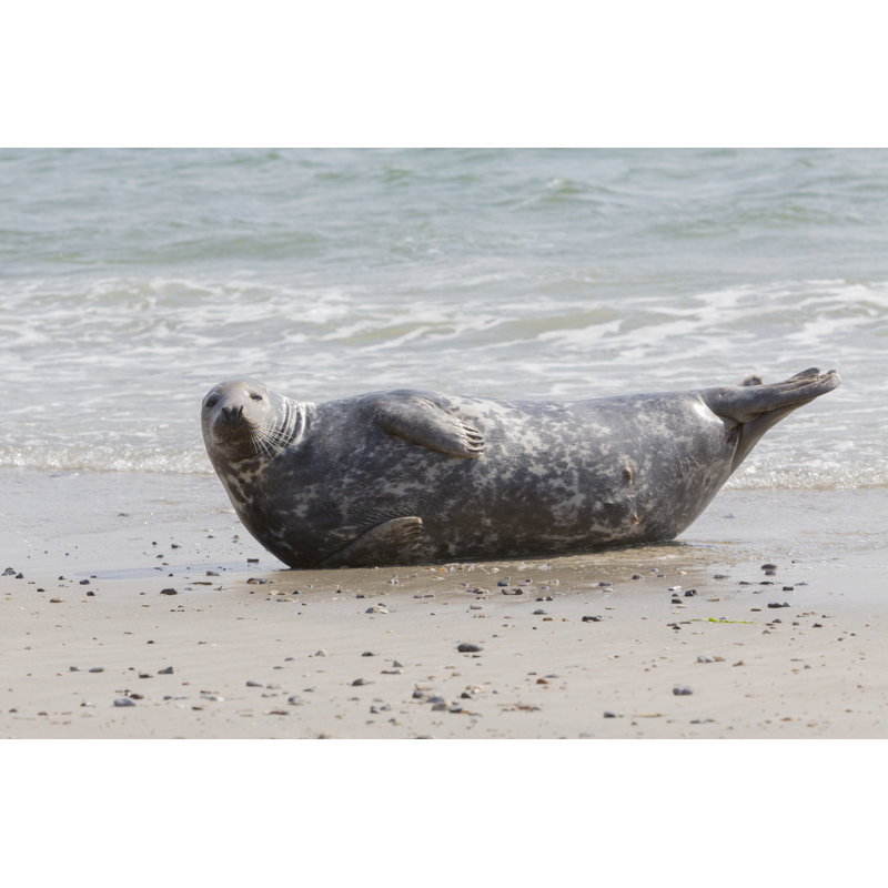 Grey Seal by AlbyDeTweede - Wrapped Canvas Print, 30cm H x 46cm W