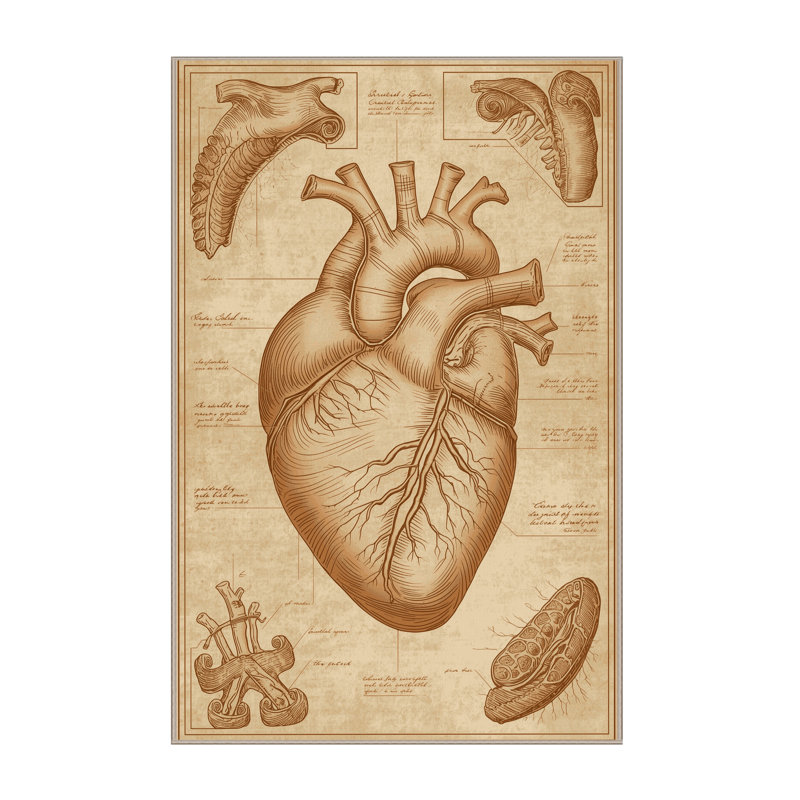 Machine Washable Parlin Medical Anatomy Sketch Traditional Vintage Look Rug in Brown – Beige Binding, 7x10