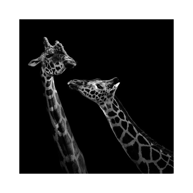 Two Giraffes In Black And White by Lukas Holas - Wrapped Canvas Print, 93.98 cm H x 93.98 cm W