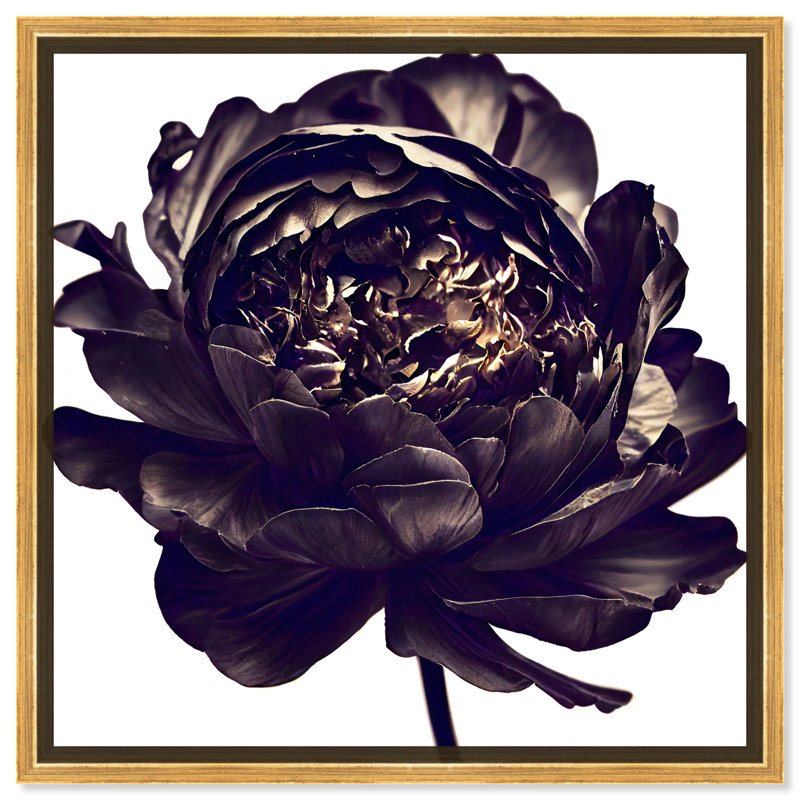 Pivoine noire - Impression sur toile, Encadrement doré, H 31,5 po x l 31,5 po