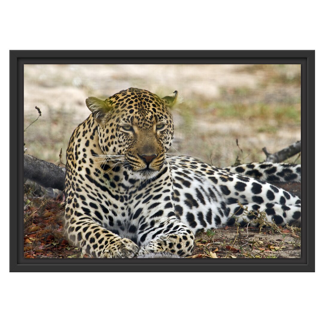 Gerahmtes Wandbild liegender LeopardLaub