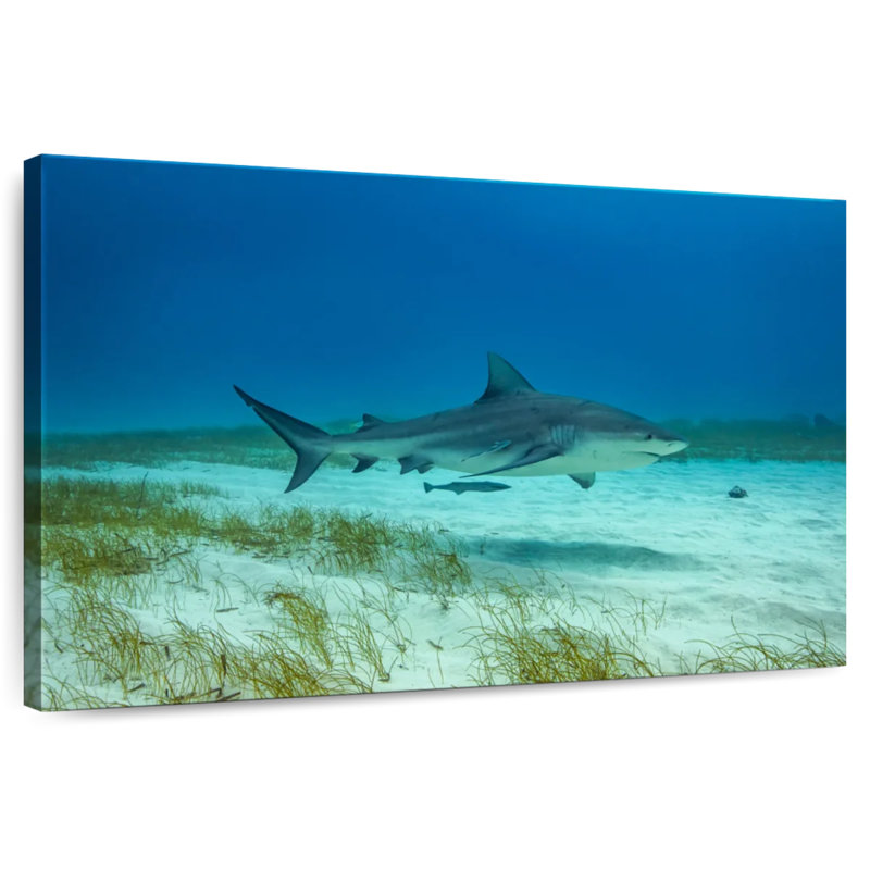 Brampt Bull Shark Habitat, 24" H x 36" W