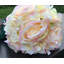 Hortensia artificielle et rose en vase