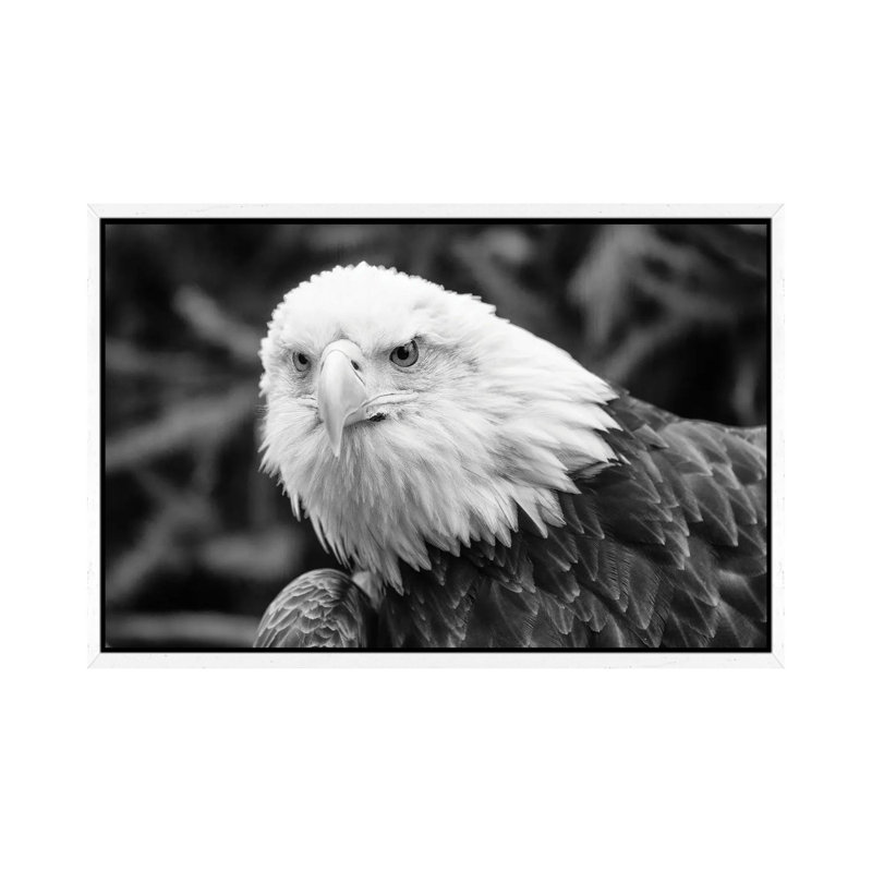 Eager Eagle by David Gardiner - Print on Canvas, 66.04 cm H x 45.72 cm W, White Framed