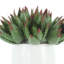Aloès dans un vase en céramique