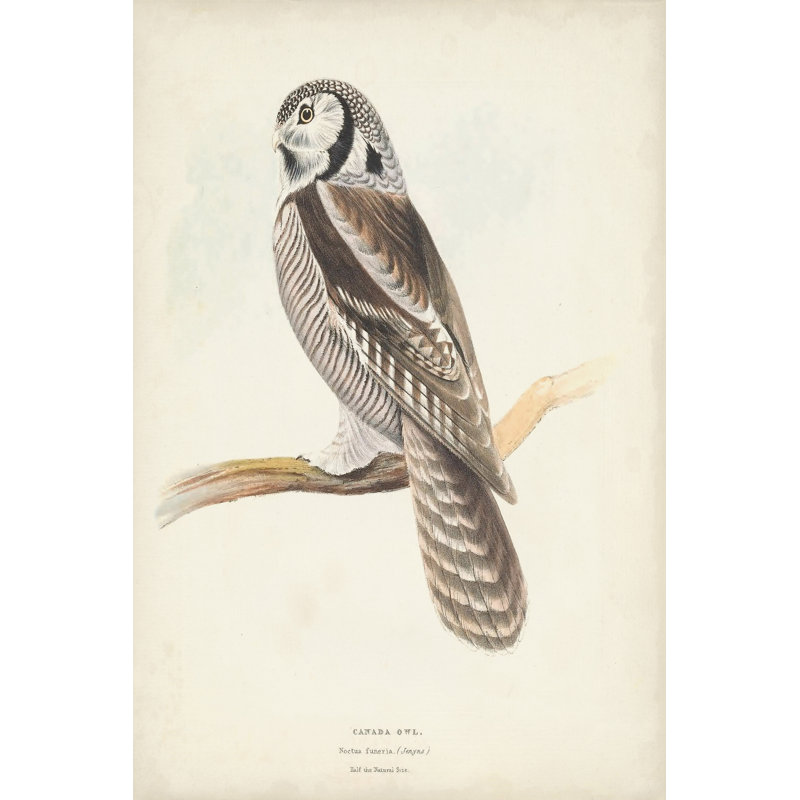 Canada Owl by H. L. Meyer - Wrapped Canvas Painting, 76cm H x 51cm W 