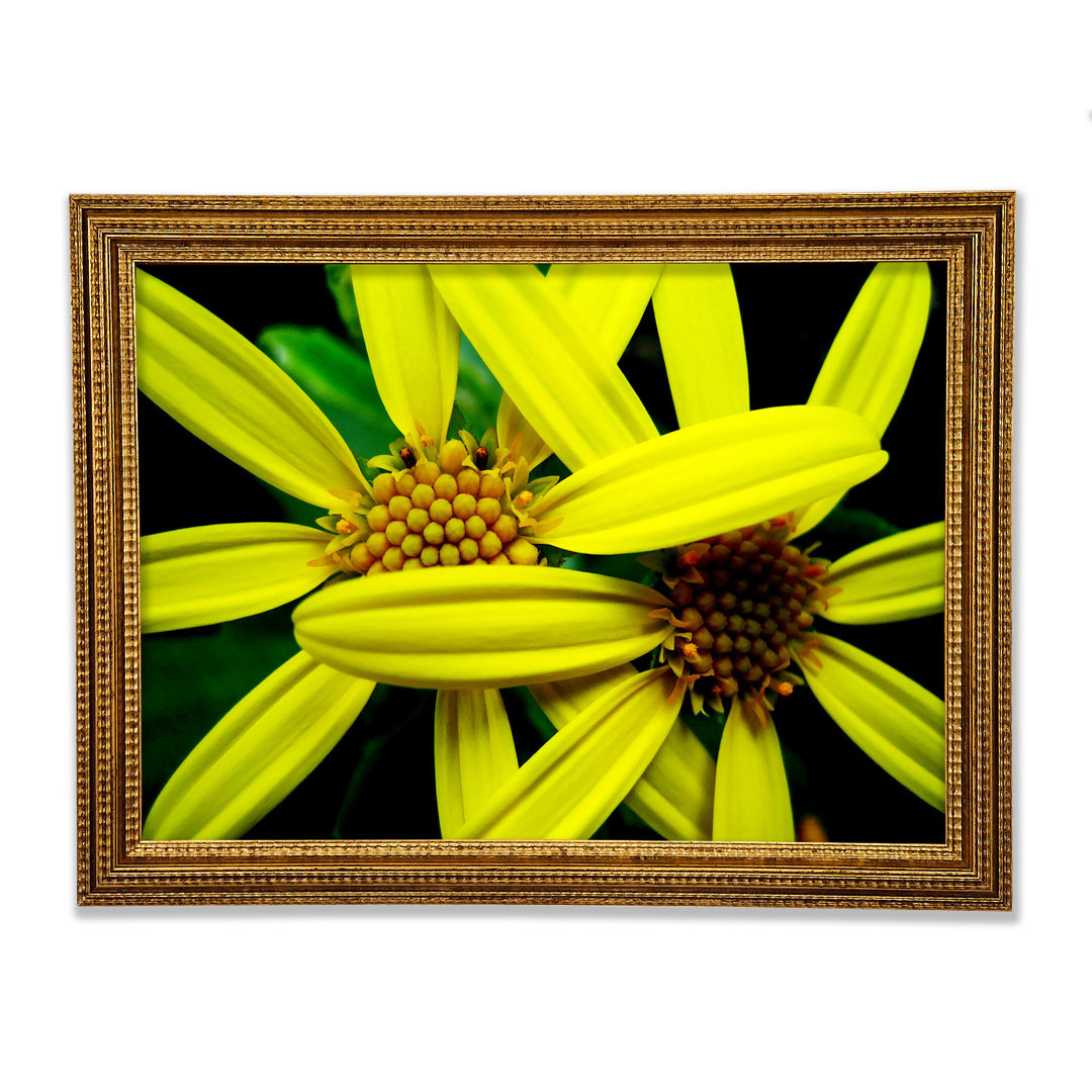 Gerahmter Kunstdruck Yellow Star Flowers