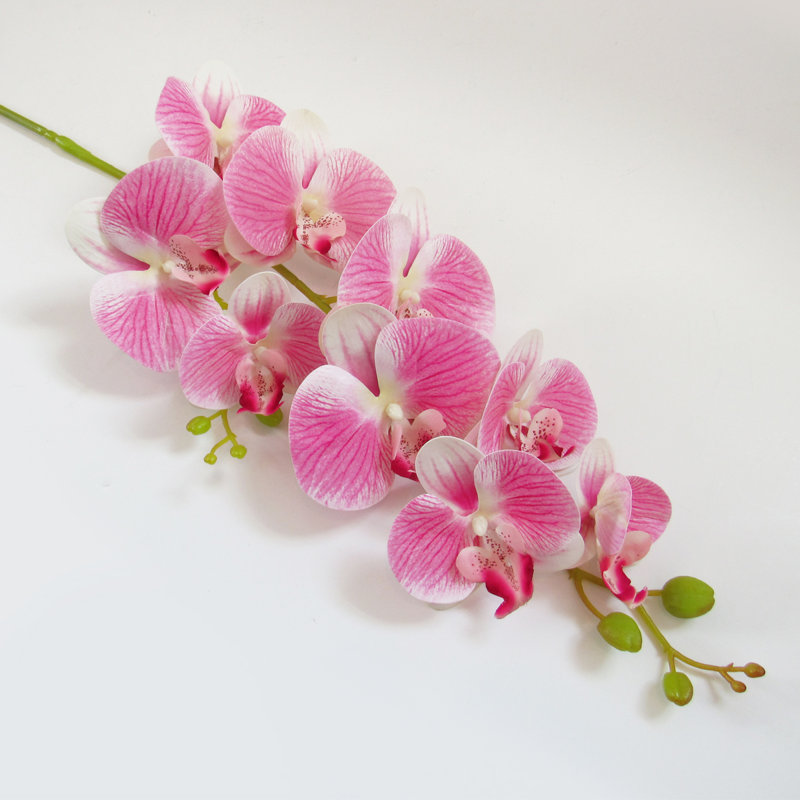 Tige d'orchidées phalaenopsis, Rose crème