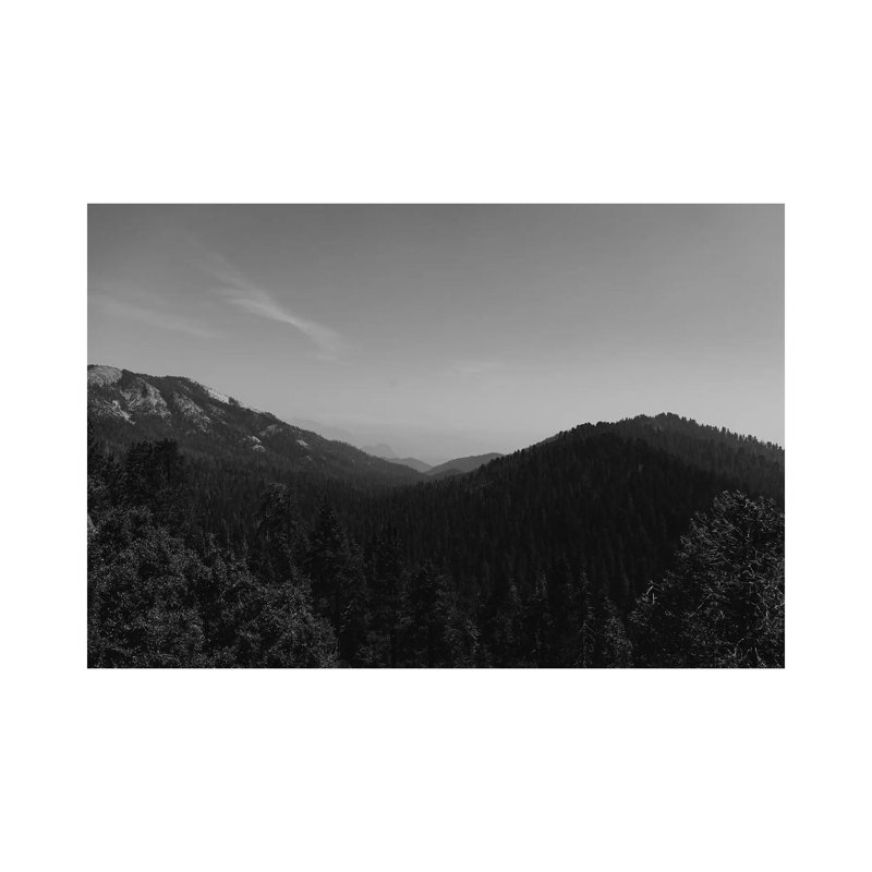 Sequoia National Park II by Bethany Young - Wrapped Canvas Print, 40" H x 60" W x 1.5" D